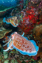 Cuttlefish mating ritual on a tropical coral reef (Richelieu Rock, Thailand)