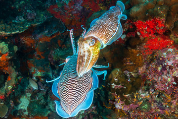 Beautiful Pharaoh Cuttlefish mating on a dark tropical coral reef at dawn