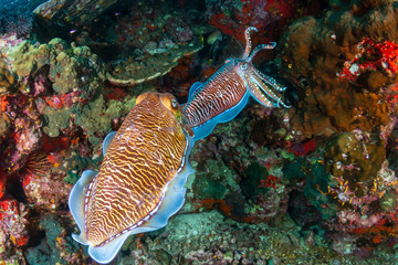 Beautiful Pharaoh Cuttlefish mating on a dark tropical coral reef at dawn