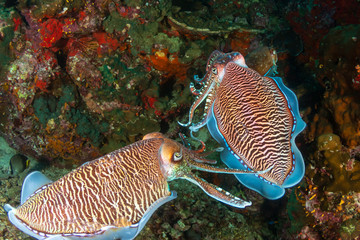 Beautiful Pharaoh Cuttlefish mating on a dark tropical coral reef at dawn