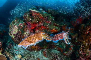 Naklejka na ściany i meble Beautiful Pharaoh Cuttlefish mating on a dark tropical coral reef at dawn