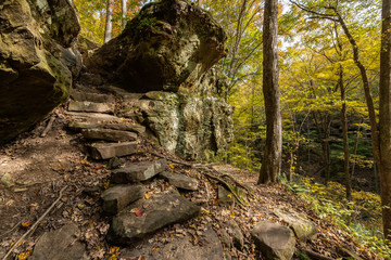 Forest trails