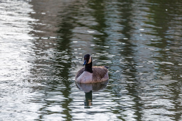 Canadian goose in water