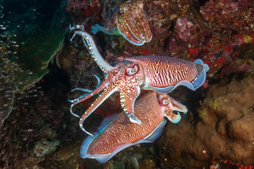 Mating ritual of beautiful Cuttlefish on a tropical coral reef at sunset