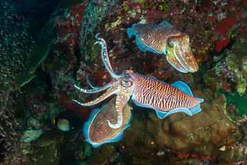 Cuttlefish mating ritual on a tropical coral reef (Richelieu Rock, Thailand)