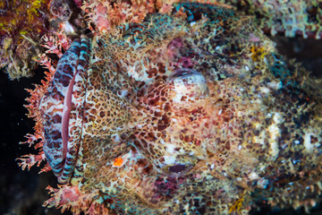Close up of a well hidden Scorpionfish on an underwater shipwreck