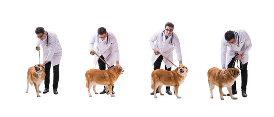 Fototapeta premium Vet doctor examining golden retriever dog isolated on white
