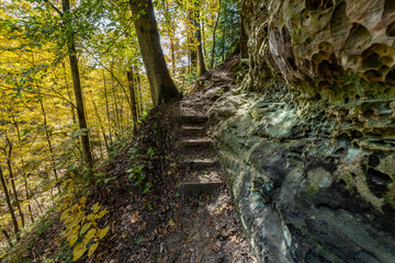 Forest trails