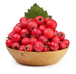 Hawthorn in a Cup isolated on white