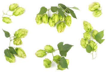 Hops isolated on white, top view