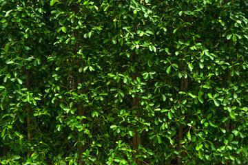 Fototapeta na wymiar Beautiful natural fresh green leaves patterned for wallpaper background