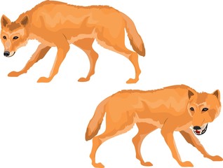 Couple of Red Wolves animals set,isolated vector illustration