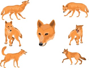 Red Wolves animals in different poses set,isolated vector illustration