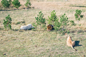 lions at dinner