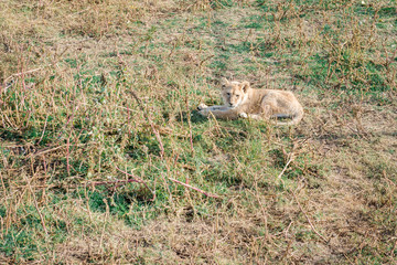 little lion cub resting