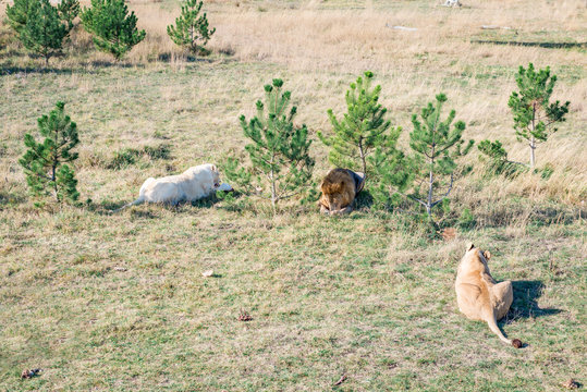 lions at dinner
