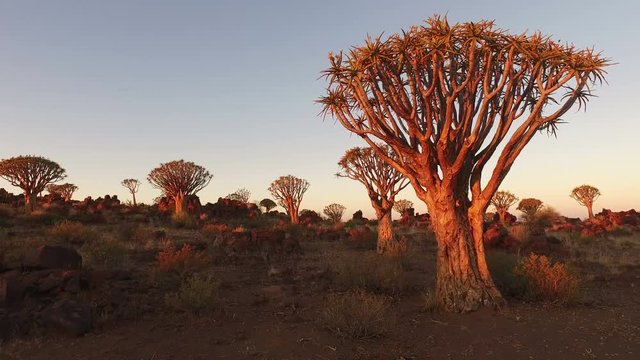 Landscape view of quiver trees (Aloe dichotoma) at sunset, Namibia, southern Africa