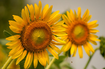 Fototapeta premium closeup group of blooming sunflower with blurred background, sunflower blooming in summer in Thailand, their seed will be change to Sunflower seed germination