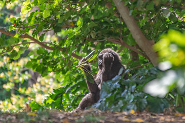 Gorilla in The Green