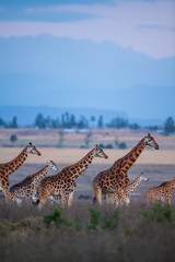Fototapeta premium giraffes group under sky