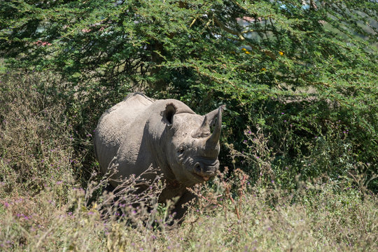 black rhino in the bush