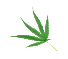 marijuana leaf on white backgroun