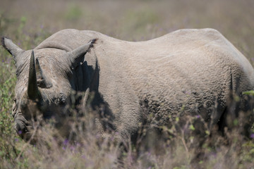 Fototapeta premium czarny nosorożec w buszu