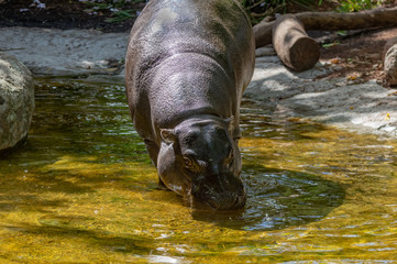 Pigmy Hippo in Water