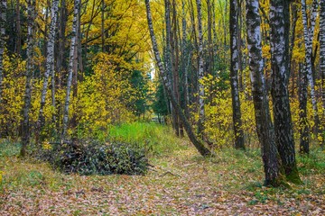 forest autumn landscapes Russian the Suburbs