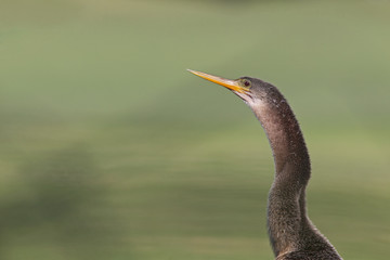 A portrait of an anhinga (Anhinga anhinga) warming up in the sun.With a green background of a golf course.