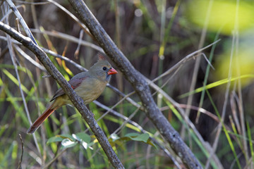 A female northern cardinal (Cardinalis cardinalis) perched on a branch of a tree foraging for seeds.