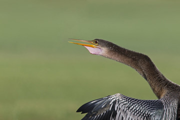 A portrait of an anhinga (Anhinga anhinga) warming up in the sun.With a green background of a golf course.