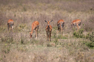 impalas in the bush