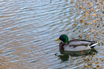 Duck in the water
