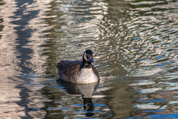 Canadian goose in the water