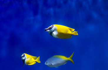 Foxface Rabbit Fish. Fish has an unusual shape of the body and head. White coloring with black stripes from the elongated muzzle to the beginning of the body.