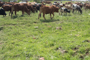 Free roaming herd of cattle 