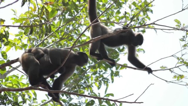 Monkey jumping in the Amazon trees
