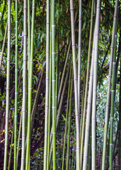 Obraz premium Green bamboo fence texture background, bamboo texture panorama