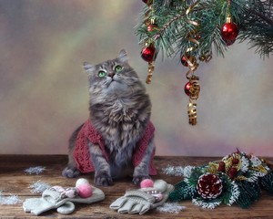 Grey Siberian kitty in Christmas decorations © Iryna