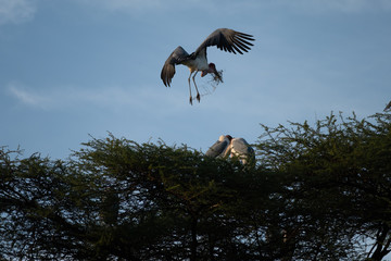 Marabou stork making nest