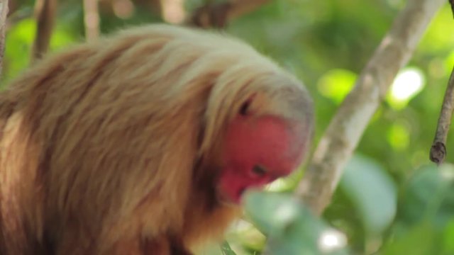 Monkey uacari from Brazil in Amazon