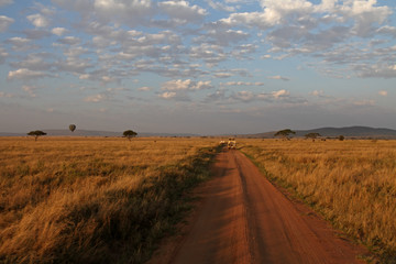 Fototapeta na wymiar Serengeti Road and Transport