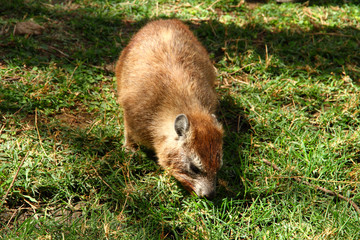 Fototapeta premium Rock Hyrax on Grass