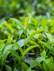 Green Tea Leaves At Morning
