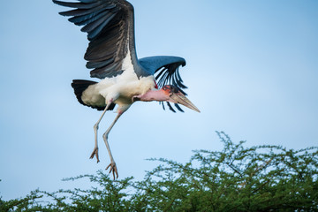 Marabou stork making nest