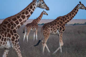 giraffes group under the sky