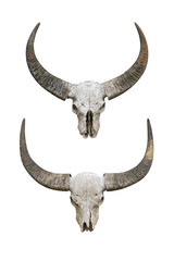 Fototapeta premium Head skull buffalo carabao isolated on white background