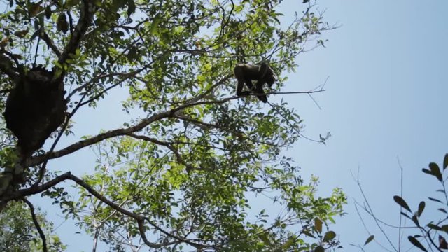 Monkeys jumping in the trees in the Amazon