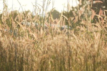 Silhouette sunlight in the lately evening with wild grass flower blossom in the country side and wind blowing  